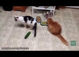 Katės kurios laabai bijo agurkų