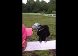 Raven Rescue - perched himself for human help