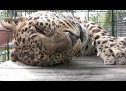 Leopardas murkia kai jį masažuoja ir glosto