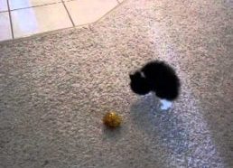 Crazy Kitten - Scared Cat Tries to Intimidate the Ball