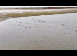Amazing Video || 50 sharks spotted swimming in West Sussex Coast || PSRB Pagnam Harbour ||