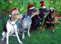 Šunys suloja Jingle Bells