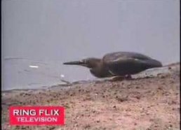 Paukštis naudoja masalą, kad pats pagautų žuvį