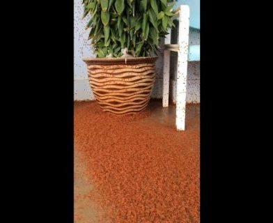 Daugybė raudonūjų krabų