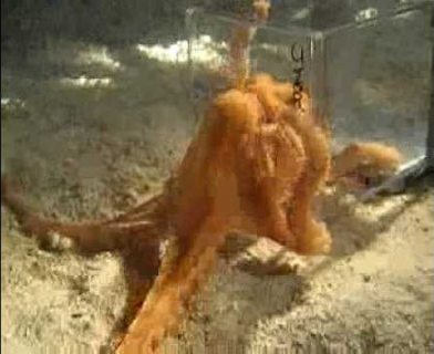 Octopus escaping through a one inch hole
